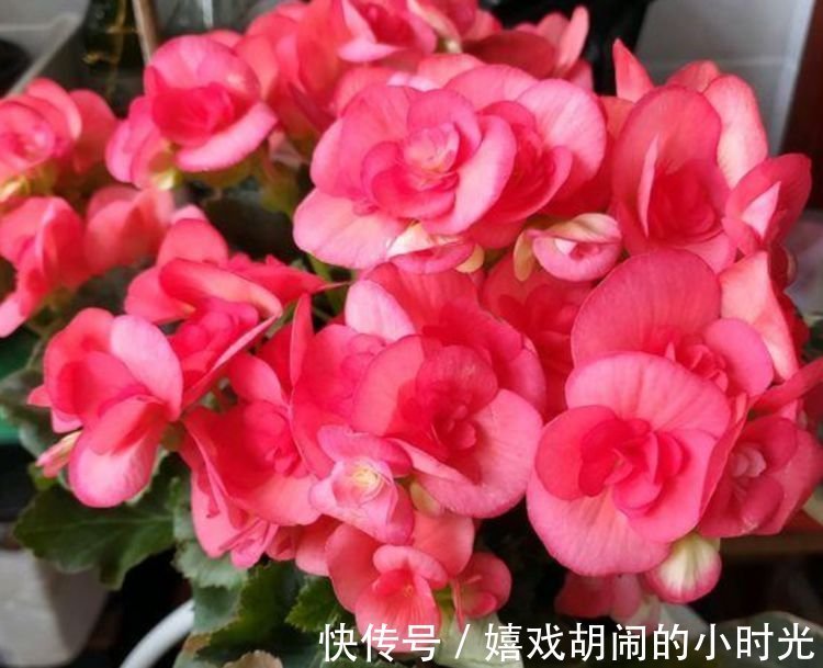 家里养上4种花，直接变成小花园，开花又大又艳，比牡丹美