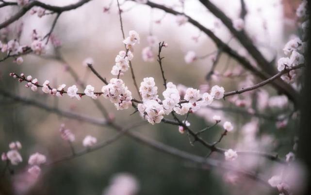 又是一年春意暖,杏花枝头闹