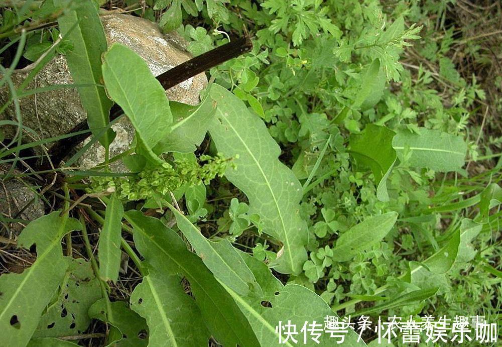 草酸|人称“野菠菜”，曾是穷苦人的救命野菜，如今15元一斤成抢手货