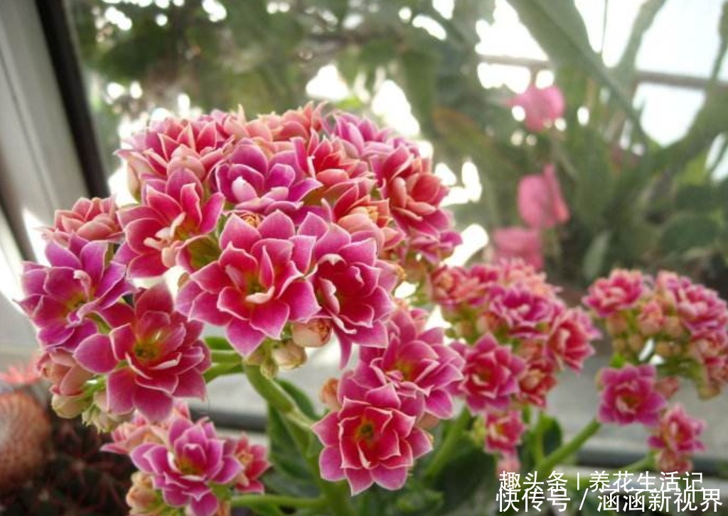 土壤|长寿花“浇水”方法,学会后根系不腐烂,生长状态好!