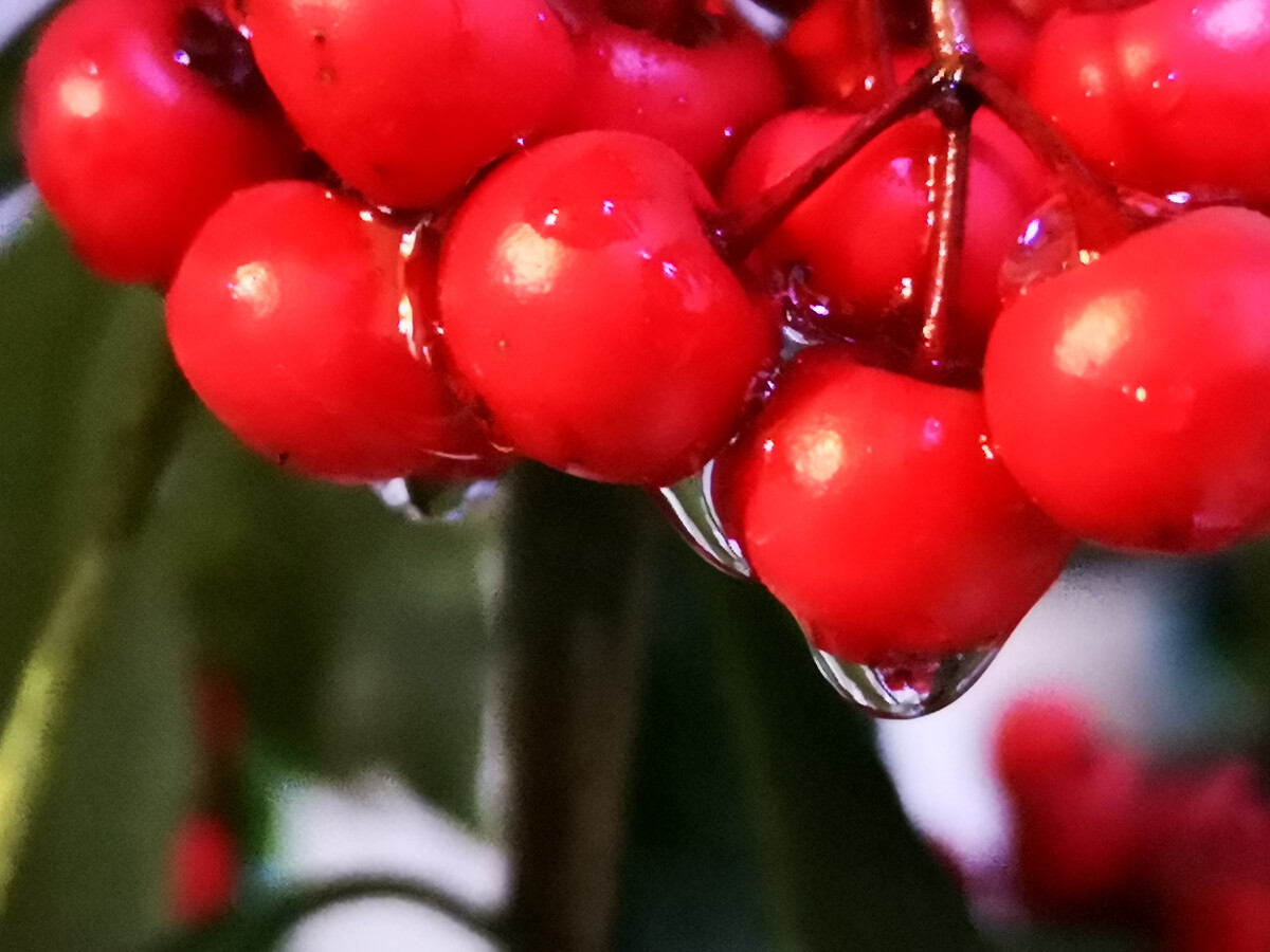 3种象征“财富与幸运”的植物,好养易成活,新手也喜欢