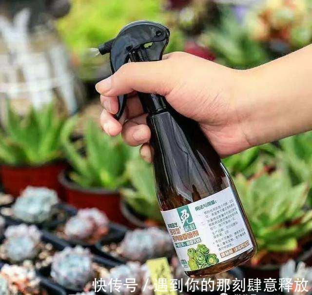 长寿花生虫没关系，3招就解决，啥虫都消灭，效果杠杠的