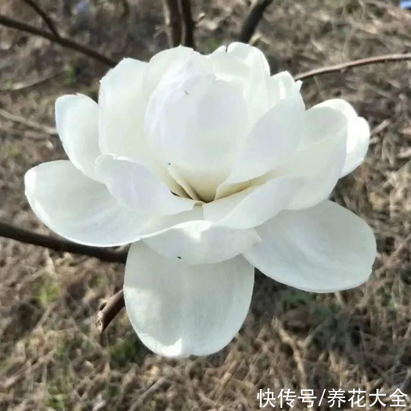 家门口种棵“吉祥花”,满树都开花,还有“镇宅”好兆头