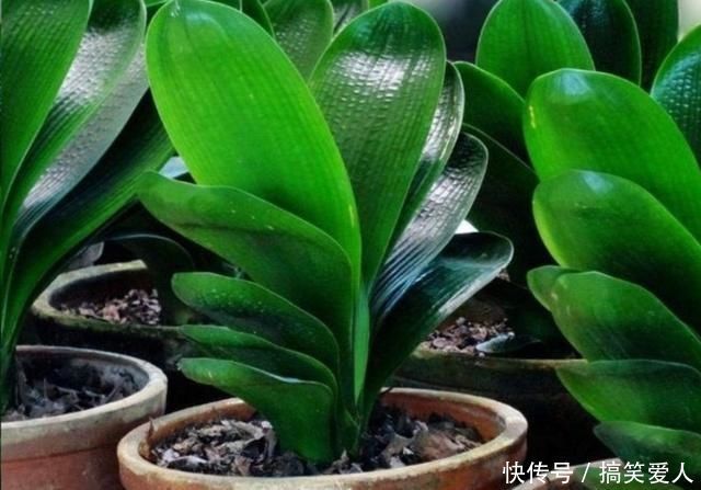 君子兰叶子出现褶皱,3个方面没有做好,应及时改正