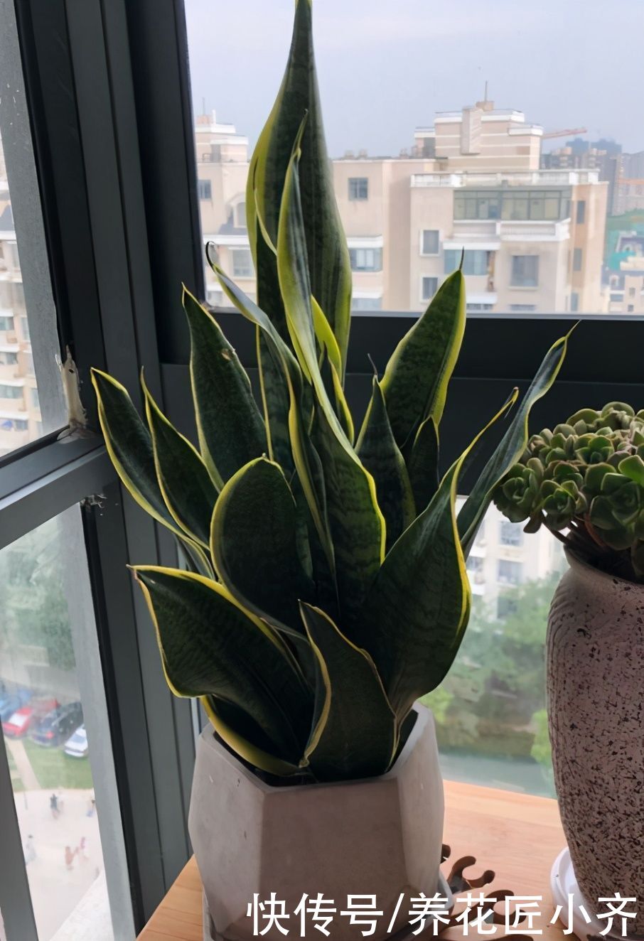 春季养虎皮兰的正确方法，让你的虎皮兰长满新芽，老叶肥厚硬挺