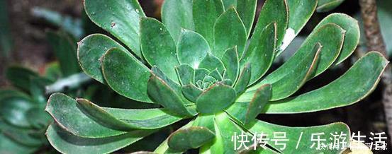 6种大型多肉植物 颜值高好养护 阳台种一盆 大气上档次 粉紫色 6种大型多肉植物 颜值高好养护 阳台种一盆 大气上档次 粉紫色