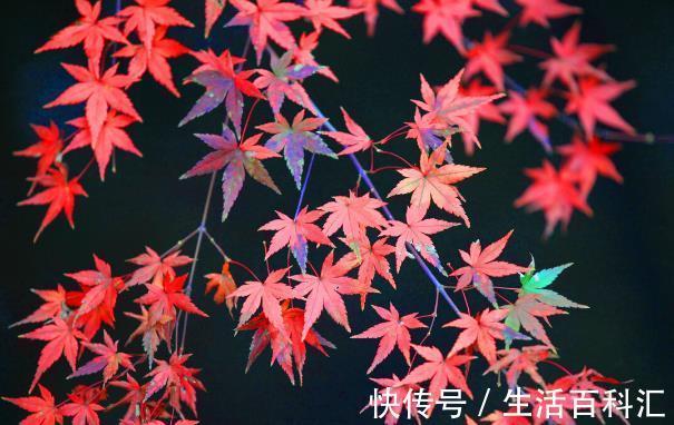 栽种|院子里有空地要种三种树,没空地挤挤也要种,寓意深远