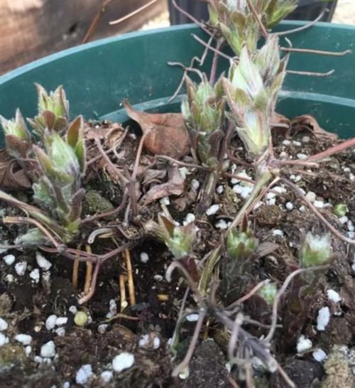 月季、绣球、铁线莲，春季换盆“别犹豫”，萌芽多，长势好