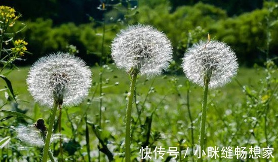 嫌弃|农村这3种野菜，浑身上下都是宝，却遭人嫌弃，遇到就摘回家吧