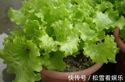 “2种菜”适合种阳台,1个空油桶就搞定,长出“红辣椒”一串串