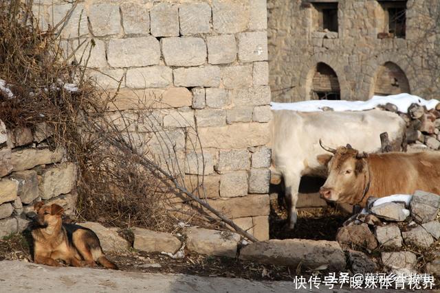 66岁大妈外出吃席，家中1条大“灵犬”被偷，她不骂人这样说