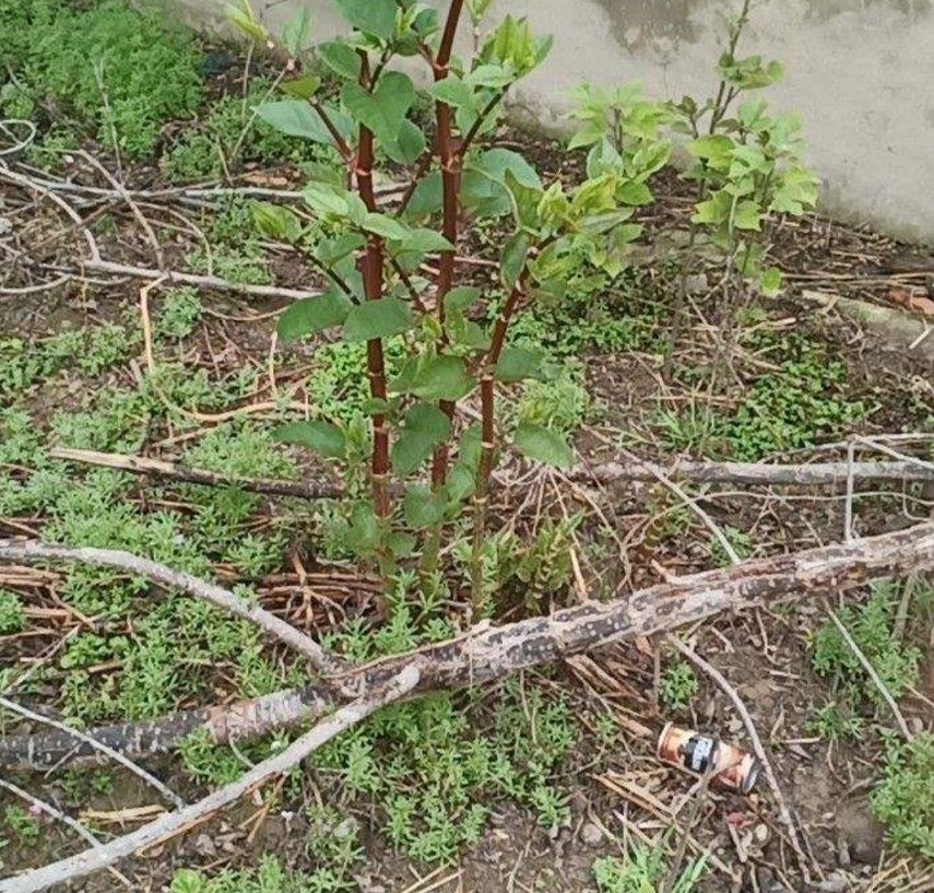 横行霸道的日本虎杖,在中国被吃怂了,10元一斤不够卖