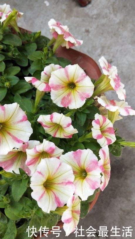 5种花,开花时间超长,养一盆一整年都开花!