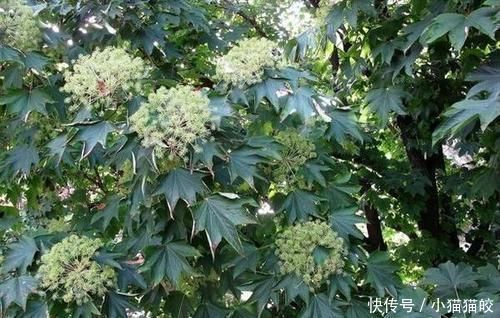 家具|刺楸木质坚硬细腻、花纹明显,好制作高级家具、乐器、工艺雕