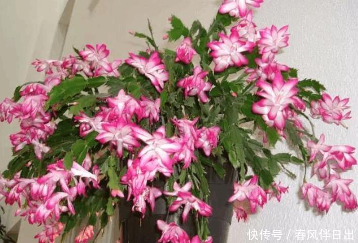 买到蟹爪兰，3个“位置”放不得，否则落花苞，后期难养活！