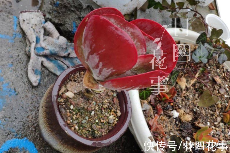 劳尔劳尔|9种多肉不耐寒,寒潮来临,除了要提前保暖外,还要控水避风