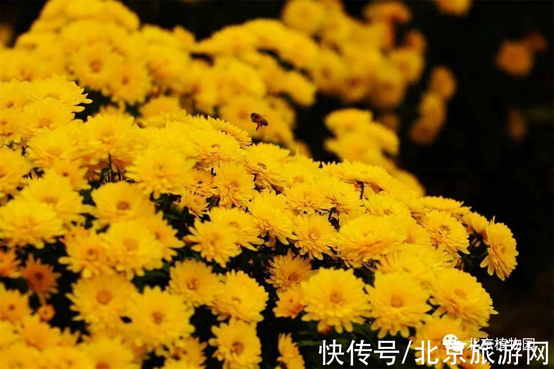 景点|京城赏秋花，这几处景点必须知道