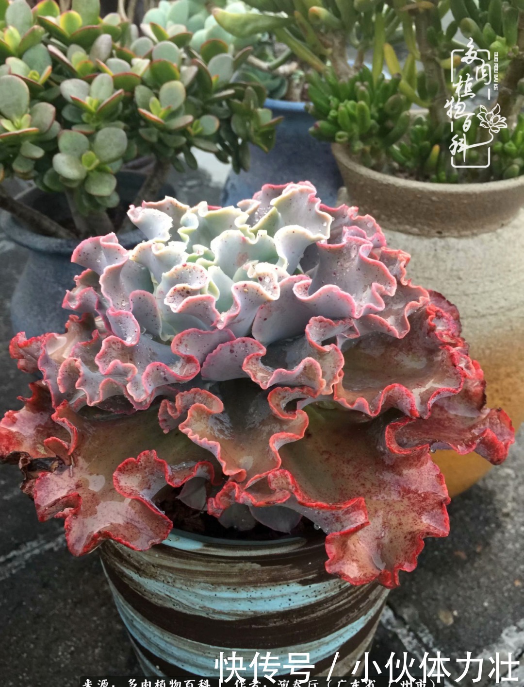 多肉植物|为肉钟情:楼顶上的多肉!