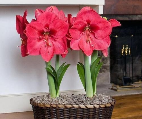 开花|朱顶红光长叶子,不开花,有些玄机你不知道