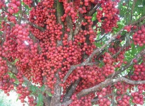 野果|农村一种野果,跟鸡蛋似的,吃起来酸甜可口,你们认识吗