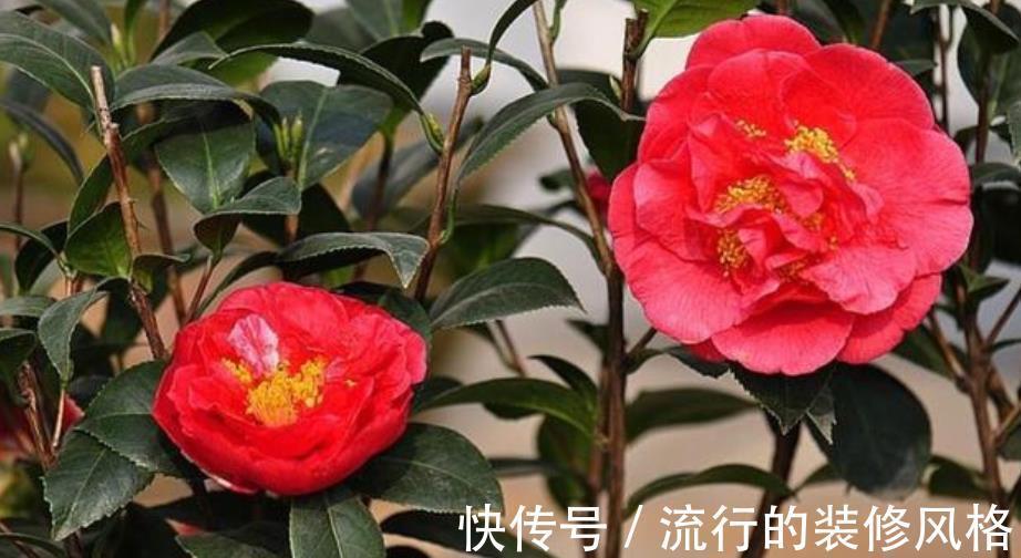 植株|忘了绿萝吊兰吧,此花皮实好养,一开就是200多天,值得拥有