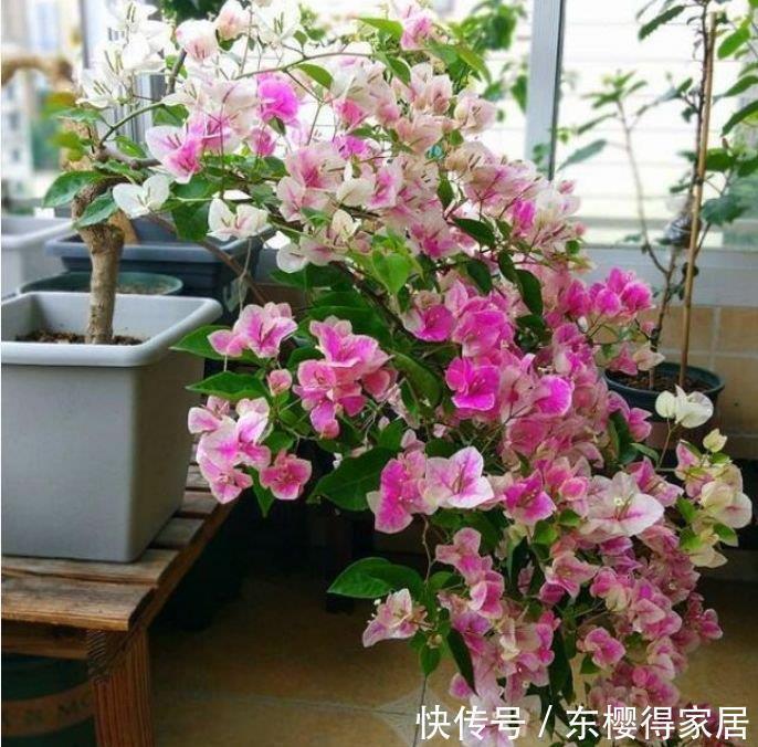 美女|4种花养家里，福旺运旺财更旺，花朵迷人，阵阵花香