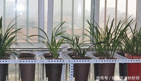 2月养花选这3种,植株疯长、砰砰开花,将阳台轻松打造成花海!
