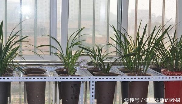 2月养花选这3种，植株疯长、砰砰开花，将阳台轻松打造成花海！