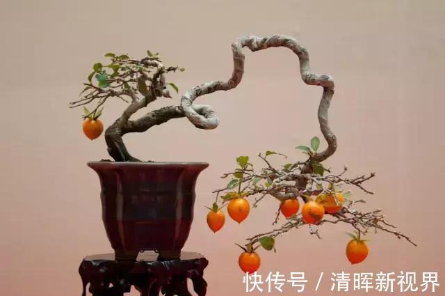 老鸦柿|春节前养3种树，挂满“黄金果”，旺财又旺运！