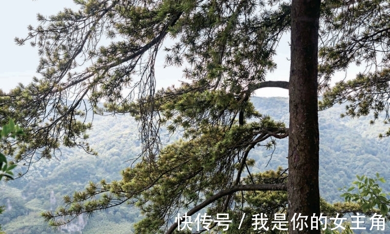 金佛山中藏银杉|林草科普| 金佛山