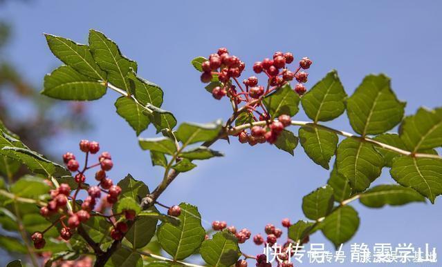 桂花树|4种树“自带体香”，家有小院养一棵，很好闻