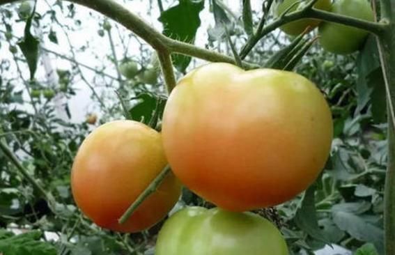 毒品|比毒品还毒的3种蔬菜，个个都是害人精，你却还给孩子吃