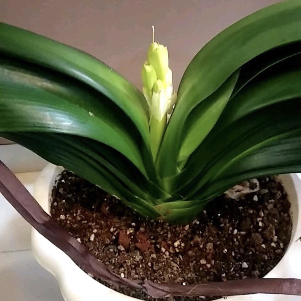 养君子兰,做好这“3步”,再也不烂根,长得根旺叶绿,年年开花