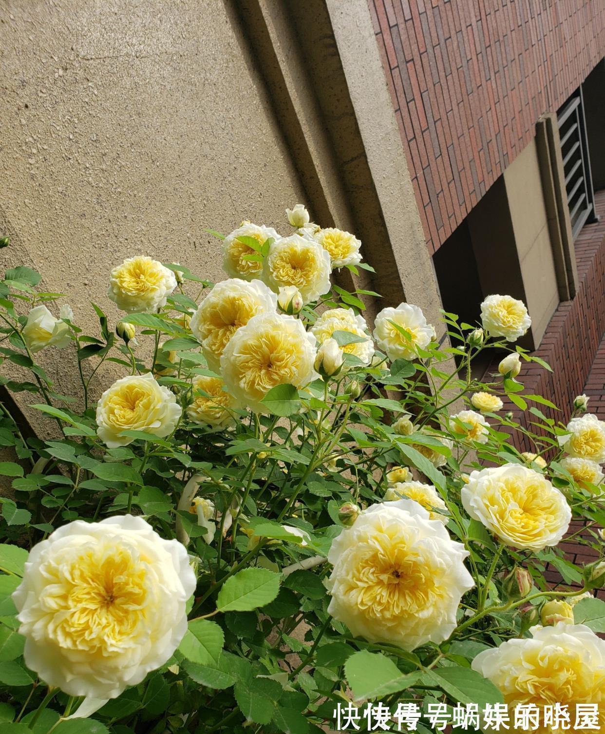 花墙|又美又香的花,花量大,多季开花,可做花墙,阳台也能种