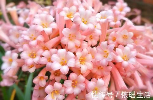 养护|4种花越看越喜欢,又美又香,四季开花不停,养护容易