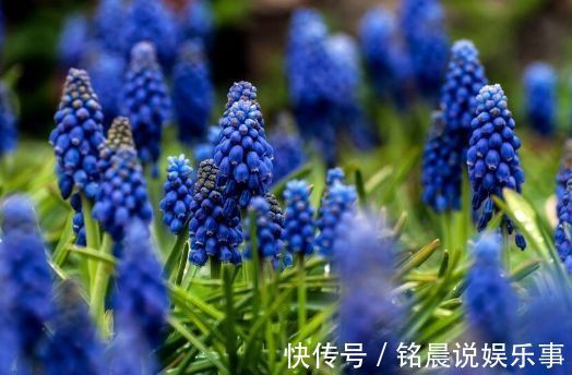 4种花，耐寒又耐热，养护简单，开花漂亮，小白也能养爆盆