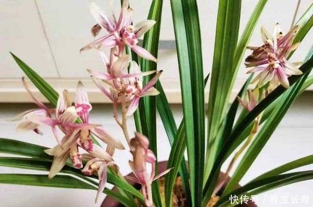 有些花名字太奇葩,叫出口太尴尬,开花却很美!