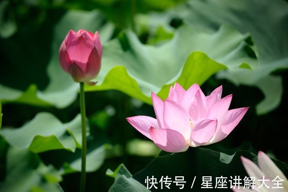 梅花香|步入9月中旬，4属相吉星庇佑，事业进步，升职加薪，日子红火