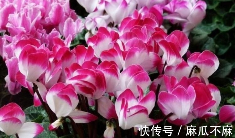 铁线牡丹|几种花,开花漂亮又好养,美爆了,叶子漂亮,还能开花