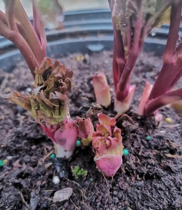 什么是抹芽?春天花芽分化,芍药,牡丹抹芽后,花开得更大