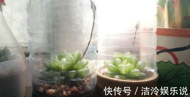 多肉|矿泉水瓶有“大作用”,10个“用法”最经典,可以种豆芽、养花