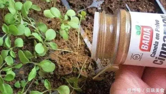 给花喷点它,虫子2天全死光,花朵猛开爆满盆!