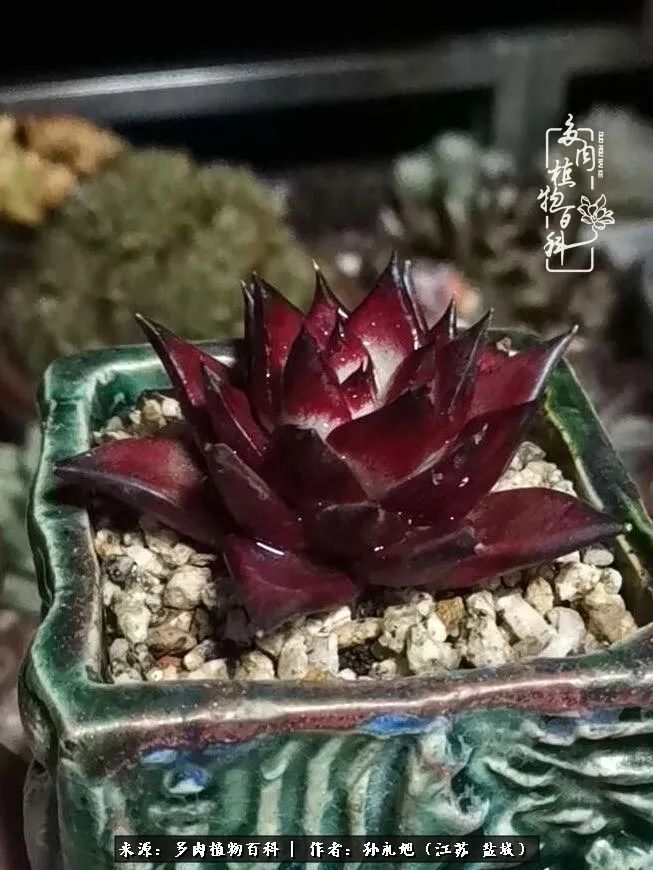 养多肉三年多九万里悟道，终归诗酒田园！