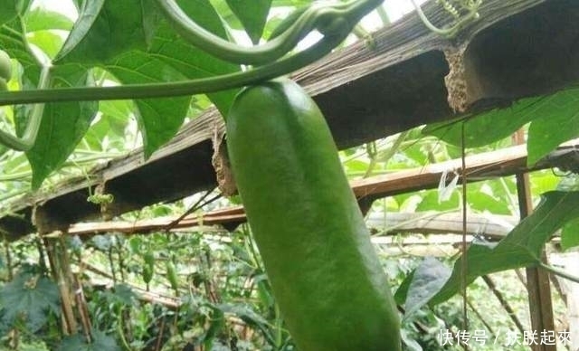发芽|长成这样的果子你们见过吗?盆栽在家里,很快生根发芽
