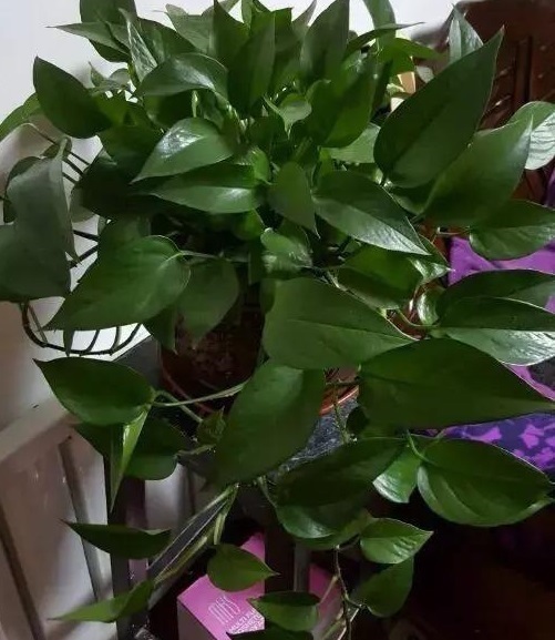 悄悄告诉你,学会4个老花农的养花“偏方”,家里花卉“嗖嗖长”