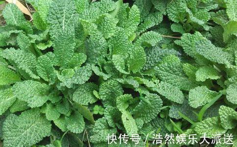 身體|天天熬夜傷身體，肝你養了嗎4種野菜，養肝護肝，肝好人年輕