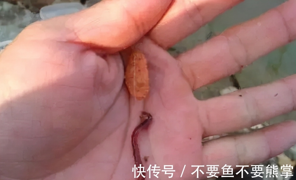 这种钓法比双铅钓法效果更好,适合冬季野钓,不用明显吃亏