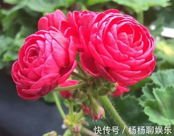 1种“花”,漂亮像玫瑰,花期6个月,花色红艳,适合家庭粗养!