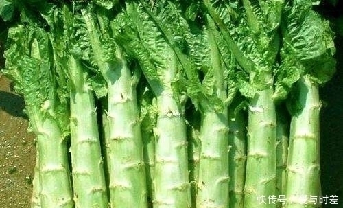 好处|立秋后，吃莴笋好处多，但不要与一物同食，却有很多人不清楚