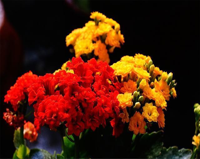 长寿花种植要懂得技巧，掌握这些品种繁多花色不一，成活率还高